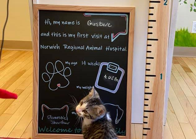Carousel Slide 3: Cat Veterinary Care